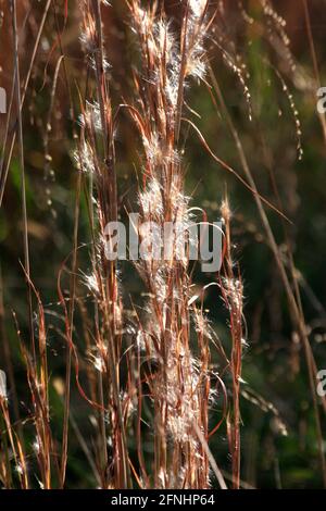 Little bluestem (Bartgras) im Herbst. Nahaufnahme der verschwommenen Saatköpfe. Stockfoto