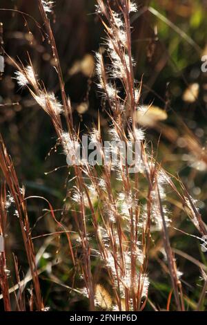 Little bluestem (Bartgras) im Herbst. Nahaufnahme der verschwommenen Saatköpfe. Stockfoto