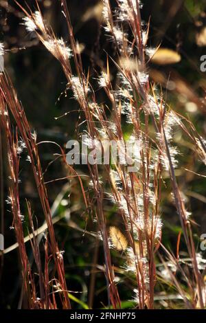 Little bluestem (Bartgras) im Herbst. Nahaufnahme der verschwommenen Saatköpfe. Stockfoto