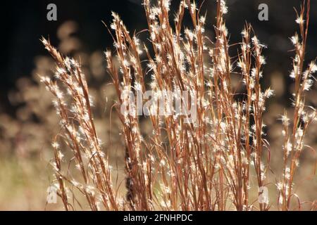 Little bluestem (Bartgras) im Herbst. Nahaufnahme der verschwommenen Saatköpfe. Stockfoto