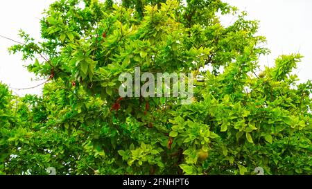 Die in der Wüste reifen Früchte von Aegle marmelos oder Bilva hängen an Ästen. Frische Früchte von Bilva in der Herbstsaison mit Blättern. Stockfoto