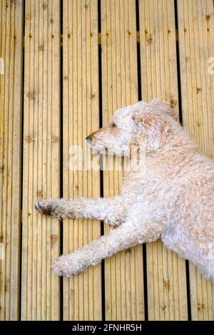 Ein schöner beigefarbener Labradoodle Hund, der auf seiner Seite auf einigen Terrassendielen liegt Stockfoto