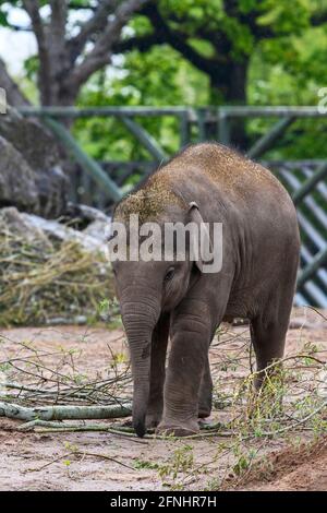 Junger asiatischer Elefant (Elephas maximus), auf seinem Gelände im Chester Zoo, Cheshire, Großbritannien Stockfoto