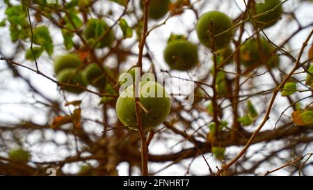 Die in der Wüste reifen Früchte von Aegle marmelos oder Bilva hängen an Ästen. Frische Früchte von Bilva in der Herbstsaison ohne Blätter. Stockfoto