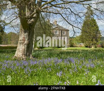 Teppich aus Glockenblumen in Harmony Gardens Melrose an einem schönen Frühlingstag. Stockfoto