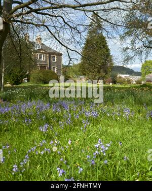 Teppich aus Glockenblumen in Harmony Gardens Melrose an einem schönen Frühlingstag. Stockfoto