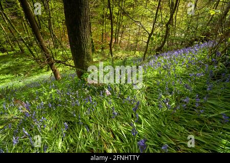 Waldweg in der Nähe von Earlston im Frühjahr mit Blauwellen und Moos an einem schönen Tag in den schottischen Grenzen. Stockfoto