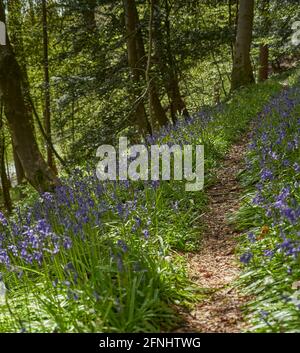 Waldweg in der Nähe von Earlston im Frühjahr mit Blauwellen und Moos an einem schönen Tag in den schottischen Grenzen. Stockfoto