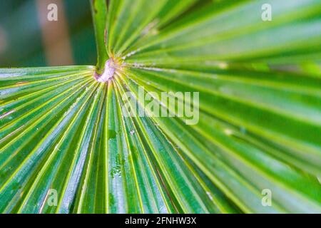 Makro-Nahaufnahme eines riesigen Palmenblatts Stockfoto