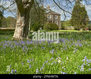 Teppich aus Glockenblumen in Harmony Gardens Melrose an einem schönen Frühlingstag. Stockfoto