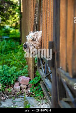 Ein flauschiger Hund, ein irischer Weizenterrier mit weicher Beschichtung, schaut durch ein Loch im Zaun hinaus. Stockfoto