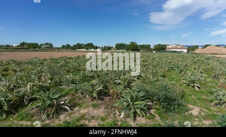 Artischockenplantage auf einem Bauernhof am Stadtrand von barcelona In spanien Stockfoto