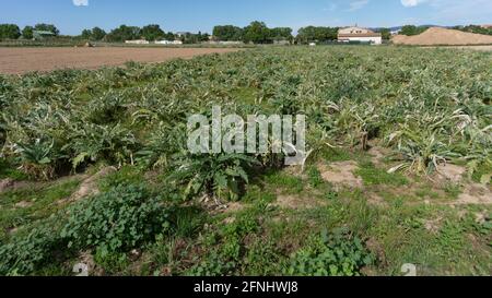 Artischockenplantage auf einem Bauernhof am Stadtrand von barcelona In spanien Stockfoto