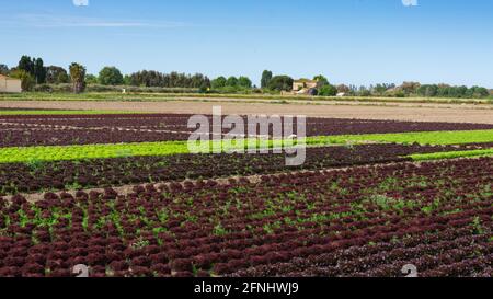 Feld für den Anbau von Gemüse auf einem Bauernhof auf der gewidmet Außenbezirke von Barcelona in Spanien Stockfoto