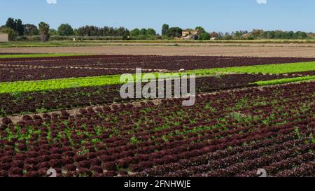 Feld für den Anbau von Gemüse auf einem Bauernhof auf der gewidmet Außenbezirke von Barcelona in Spanien Stockfoto