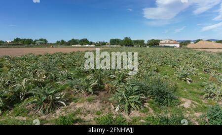 Artischockenplantage auf einem Bauernhof am Stadtrand von barcelona In spanien Stockfoto