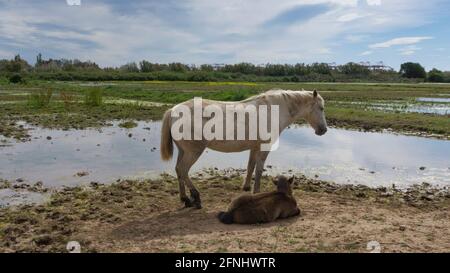 Weibliches Pferd mit ihrem Fohlen auf einem Feld in Barcelona, Spanien. Stockfoto