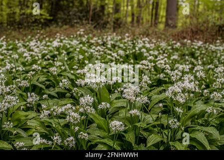 Bärlauch-Pflanzen mit weißen Blüten tief im Wald, Trelde Naes, Borkop, Dänemark, Mai 9, 2021 Stockfoto