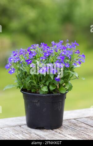 Lobelia in einem Topf Stockfoto