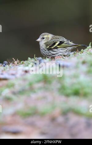 Eurasische Siskin Stockfoto