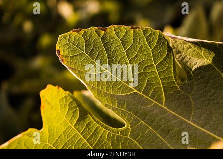 Nahaufnahme des Feigenblatts (Ficus carica) Auf einem Baum, der in Izmir / Türkei gefangen wurde Stockfoto