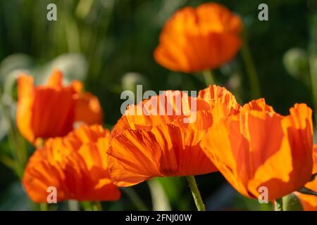 Mohnblumen aus nächster Nähe im grünen Feld Stockfoto