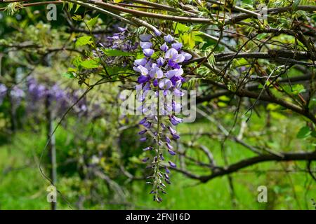 Eine violett blühende Glyzinie-Rebe, die an einem Baumzweig hängt und gerade im Frühjahr an einem hellen sonnigen Tag zu blühen beginnt. Stockfoto