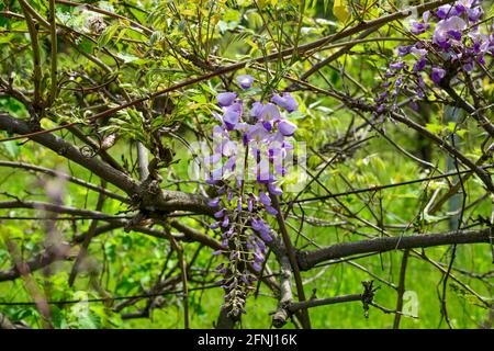 Eine violett blühende Glyzinie-Rebe, die an einem Baumzweig hängt und gerade im Frühjahr an einem hellen sonnigen Tag zu blühen beginnt. Stockfoto