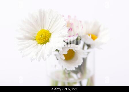 Strauß Gänseblümchen auf weißem Hintergrund. Nahaufnahme. Stockfoto