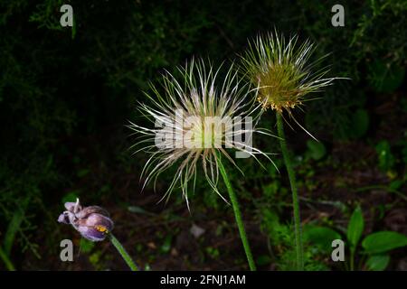 Samen offen Lumbago, Schlaf-Gras, lat. Anemone vulgaris ist eine mehrjährige Pflanze, die von April bis Juni blüht. Stockfoto