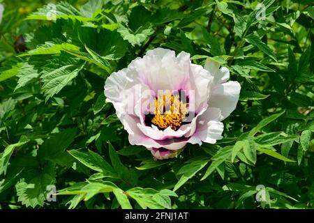 Sehr schöne blühende BaumPfingstrose, Pfingstrose, Pfingstrose auf einem Busch. Stockfoto