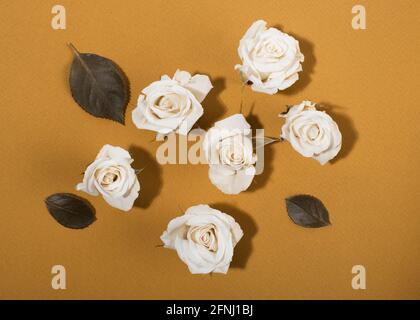Weiße Rosenblütenköpfe auf natürlichem orange-gelbem Hintergrund. Flach liegend, Draufsicht. Stockfoto
