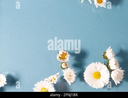 Gänseblümchen Blumen auf blauem Hintergrund. Blumenrahmen. Nahaufnahme. Stockfoto
