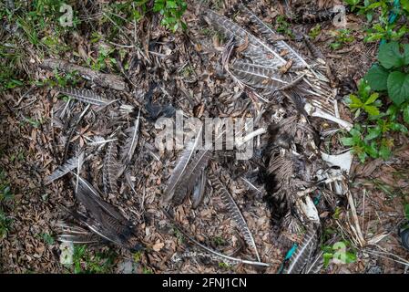 Überreste einer wilden türkei in einem bewaldeten Gebiet von Nord-Florida. Stockfoto