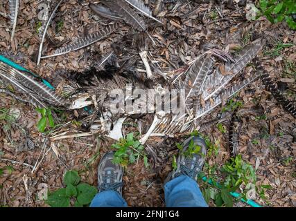 Überreste einer wilden türkei in einem bewaldeten Gebiet von Nord-Florida. Stockfoto