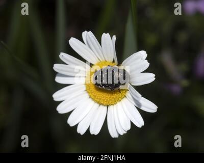 Bug Detail Nahaufnahme Makro auf Gänseblümchen Blume Stockfoto