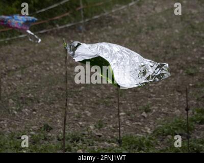 Metallblech-Vogelscheuche auf einem Feld an windigen Tagen Stockfoto