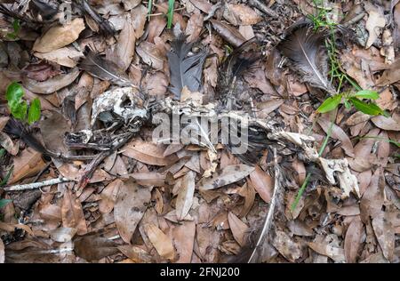 Überreste einer wilden türkei in einem bewaldeten Gebiet von Nord-Florida. Stockfoto