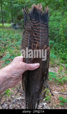 Hand hält die gefiederten Überreste einer wilden türkei in einem bewaldeten Gebiet von Nord-Florida. Stockfoto