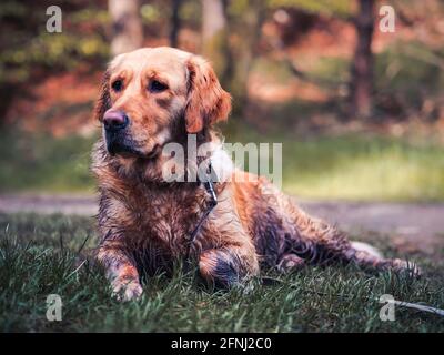 Nasser und schlammiger Hund, der nach dem Spaziergang auf dem Gras ruht Stockfoto