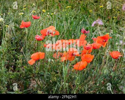 Mohnblumen im Frühling, fotografiert in der Provinz Barcelona, Katalonien, Spanien. Blume, deren Blütenblätter rot sind. Stockfoto