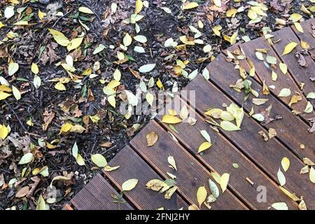 Gelbe Herbstblätter liegen auf dem grauen Boden und Holzboden. Stockfoto