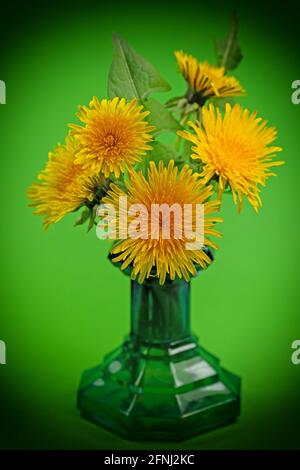 Blühende Elendelionen in einer Blumenvase Stockfoto