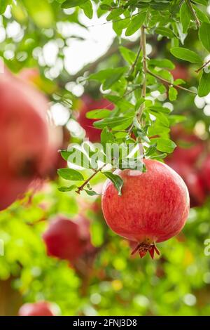 Reifer Granatapfel Obst auf einem Ast Stockfoto