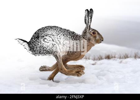 Skizzengrafiken monochrome Illustration und Fotohare-Kombination. Handgezeichnetes Tier gemischt mit Foto (Originale, keine Nachzeichnung) Stockfoto