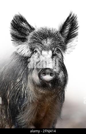 Skizzengrafiken monochrome Illustration und Foto Wildschwein Kombination. Handgezeichnetes Tier gemischt mit Foto (Originale, keine Nachzeichnung) Stockfoto