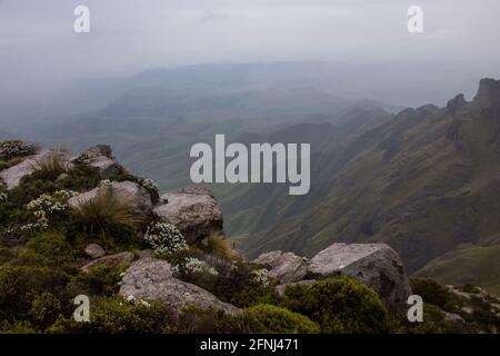 Ein verschwommener Blick auf die Drakensberger Berge Südafrikas, von einem der hohen Gipfel aus, mit alpinen Pflanzen und Basaltblöcken im Vordergrund Stockfoto