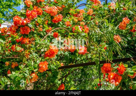 Strauß orangefarbener Rosen am hellen Sommertag. Volle Blüte der hübschen roten Orange Kletterrosen Hintergrund. Garten der Rosen. Natur. Hochwertige Fotos Stockfoto