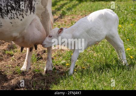 Weißes Kalb, das Milch vom Euter der Kuh trinkt Stockfoto