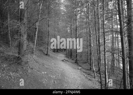 Schwarz-Weiß-Bild eines Fußweges durch einen Wald, Lake District, England, Großbritannien. Stockfoto